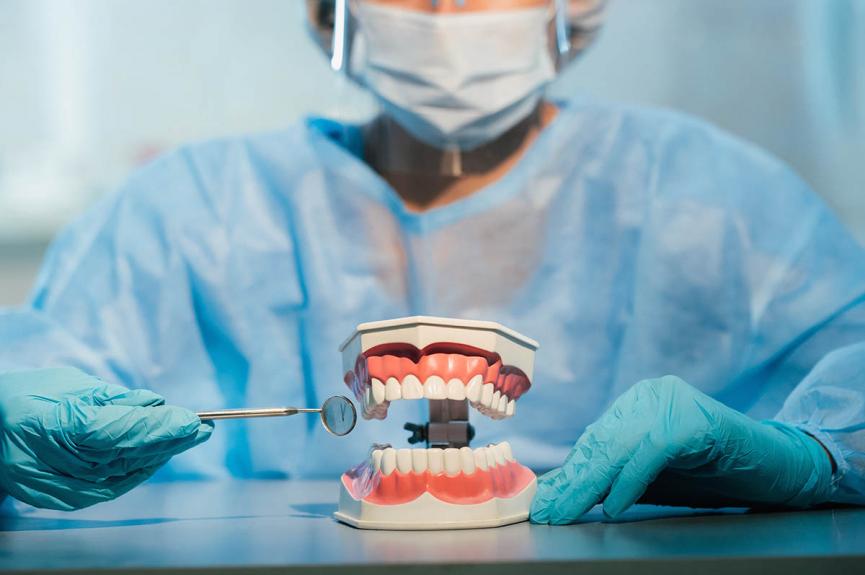 dentist holding dental bridge model dentist holding dental bridge model