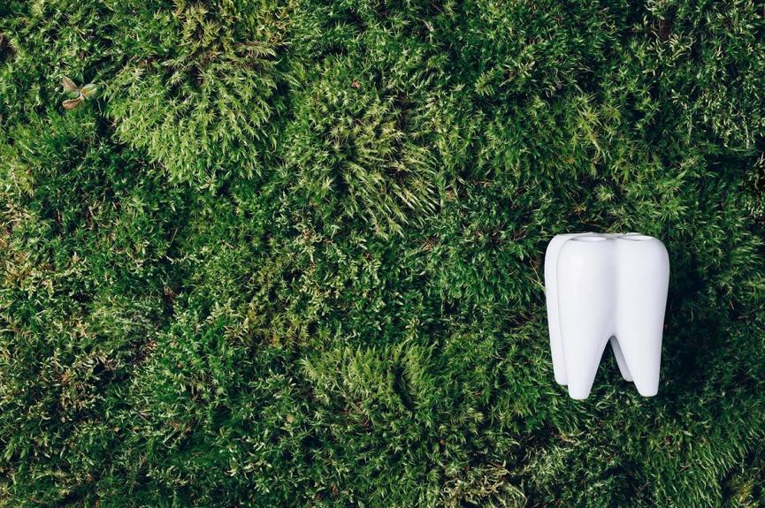 tooth on grass tooth on grass