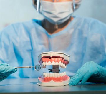 dentist holding dental bridge model