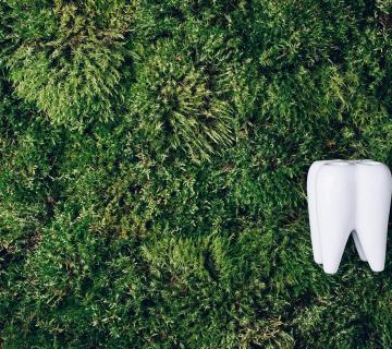 tooth on grass