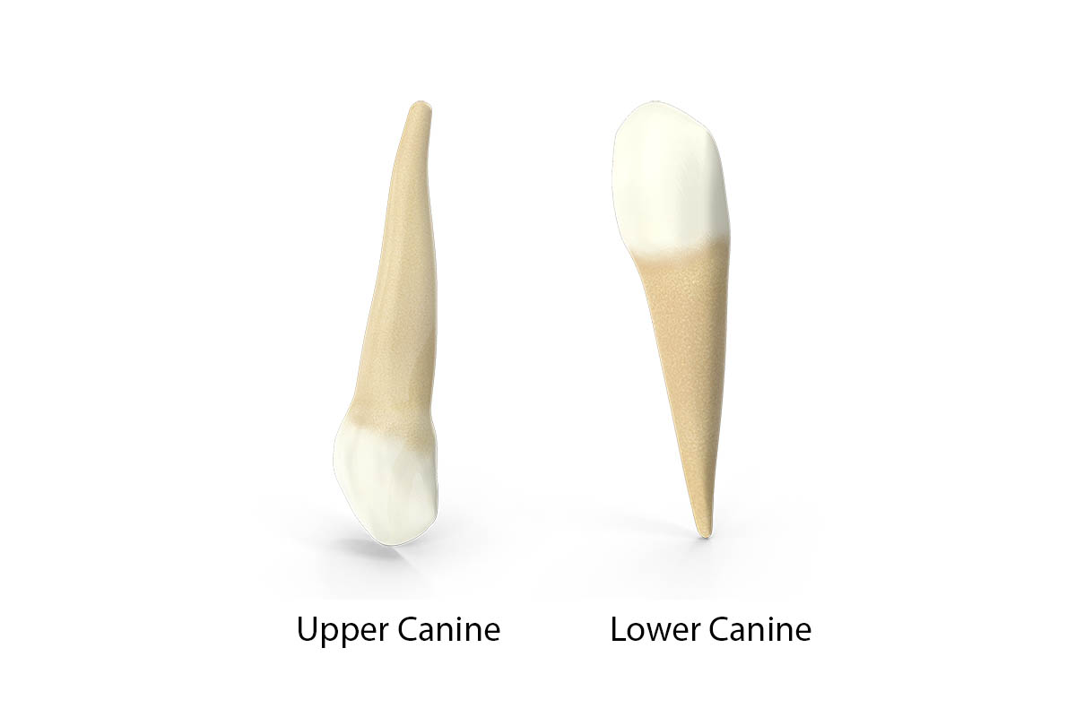 canine teeth diagram